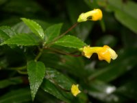 Burmeistera parviflora