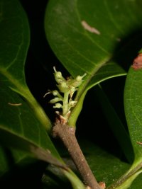 Forestiera sp. A (Oleaceae)