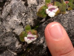 Achimenes misera Lindl. (Gesneriaceae)