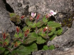 Achimenes misera Lindl. (Gesneriaceae)