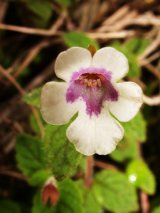 Achimenes misera Lindl. (Gesneriaceae)