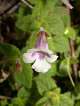 Achimenes misera Lindl. (Gesneriaceae)