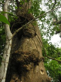 Mora oleifera (Triana ex Hemsl.)