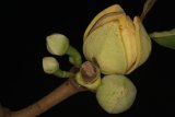 Annona muricata L. Chatrou 710