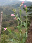 Cleistes costaricensis Christenson (Orchidaceae)