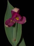 Cleistes costaricensis Christenson (Orchidaceae)