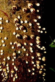 Apodanthes caseariae Poit. (Apodanthacee)