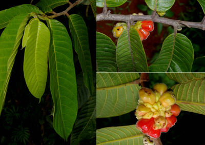 Perebea guianensis Aubl. (Moraceae)