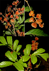 Cupania scrobiculata Rich. (Sapindaceae). Voucher: Zamora 6510