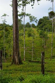 Alrededores de Boca Tapada