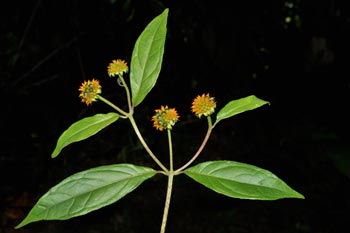 Tilesia baccata (L.) Pruski (Asteraceae)
