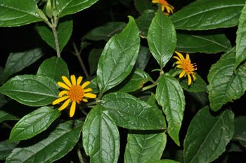 Tilesia baccata (L.) Pruski (Asteraceae)