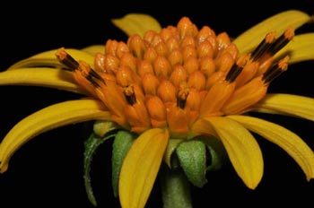 Tilesia baccata (L.) Pruski (Asteraceae)