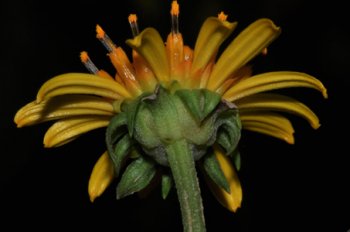 Tilesia baccata (L.) Pruski (Asteraceae)