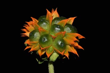 Tilesia baccata (L.) Pruski (Asteraceae)