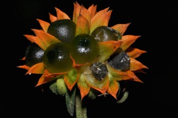 Tilesia baccata (L.) Pruski (Asteraceae)
