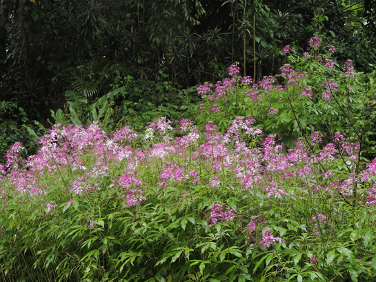 Cleome speciosa Raf., AKA Cleoserrata speciosa (Raf.) Iltis (Cleomaceae)