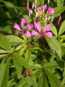 Cleome speciosa Raf., AKA Cleoserrata speciosa (Raf.) Iltis (Cleomaceae)