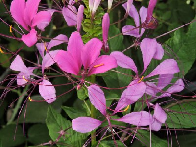 Cleome speciosa Raf., AKA Cleoserrata speciosa (Raf.) Iltis (Cleomaceae)