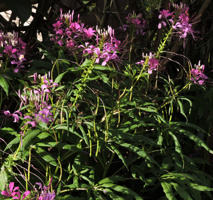 Cleome speciosa Raf., AKA Cleoserrata speciosa (Raf.) Iltis (Cleomaceae)