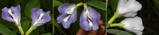 Clitoria guianensis (Aubl.)  Benth. (Fabaceae)