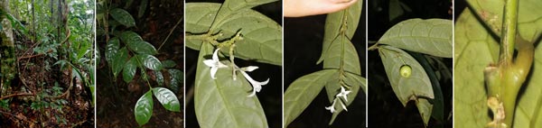 Faramea myrticifolia Dwyer (Rubiaceae)