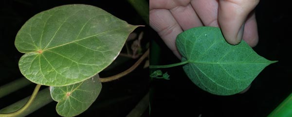 Matelea pseudobarbata (Pittier) Woodson (Apocynaceae) 