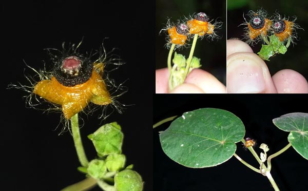 Matelea pseudobarbata (Pittier) Woodson (Apocynaceae) 