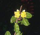 Xyloolaena richardii