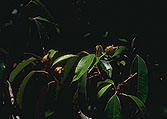 Croton argyrodaphne