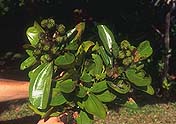 Rhopalocarpus longipetiolatus