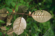 Croton lepidota