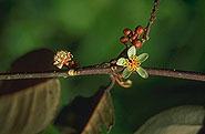 Croton lepidota