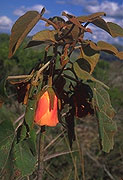 Dombeya macrantha
