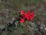 Pyranthus ambatoana