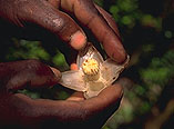 Weinmannia bojeriana