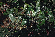 Weinmannia bojeriana