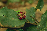Dicoryphe viticoides