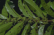 Cassipourea lanceolata