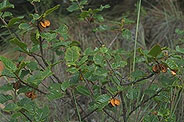 Pentachlaena latifolia