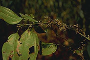 Strychnopsis thouarsii