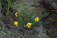 Crotalaria ibityensis