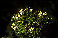 Leptolaena pauciflora
