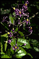 Solanum madagascariense