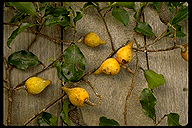 Dialyceras parvifolium