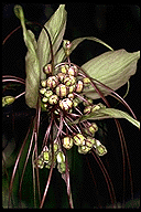Tacca artocarpifolia