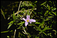 Xerophyta pinifolia var. villosa