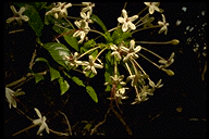 Clerodendrum aucubifolium