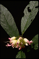 Clerodendrum sp.