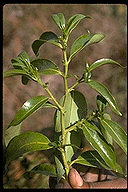 Kaliphora madagascariensis